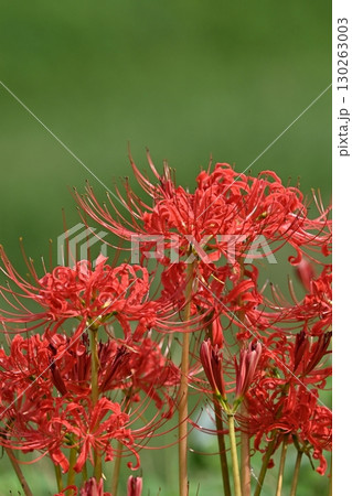 ヒガンバナ(彼岸花／Lycoris radiata) 130263003