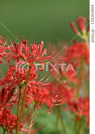 ヒガンバナ(彼岸花／Lycoris radiata) 130263004