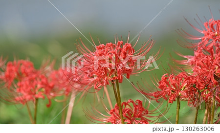 ヒガンバナ(彼岸花/Lycoris radiata) ヒガンバナ(彼岸花/Lycoris radiata) 130263006