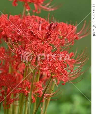 ヒガンバナ(彼岸花／Lycoris radiata) 130263011