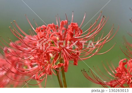 ヒガンバナ(彼岸花/Lycoris radiata) ヒガンバナ(彼岸花/Lycoris radiata) 130263013