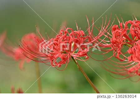 ヒガンバナ(彼岸花／Lycoris radiata) 130263014