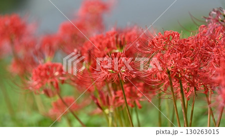 ヒガンバナ(彼岸花/Lycoris radiata) ヒガンバナ(彼岸花/Lycoris radiata) 130263015