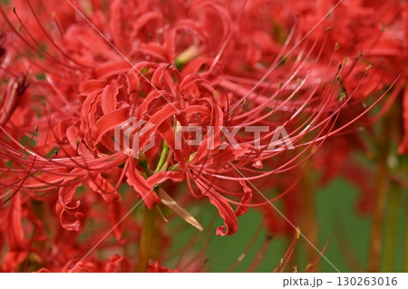 ヒガンバナ(彼岸花／Lycoris radiata) 130263016