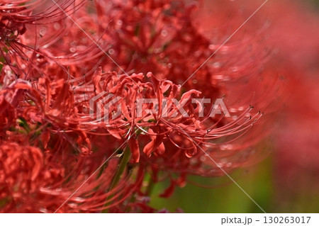 ヒガンバナ(彼岸花/Lycoris radiata) ヒガンバナ(彼岸花/Lycoris radiata) 130263017