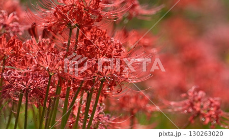 ヒガンバナ(彼岸花／Lycoris radiata) 130263020