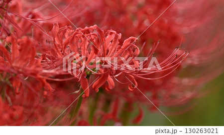 ヒガンバナ(彼岸花/Lycoris radiata) ヒガンバナ(彼岸花/Lycoris radiata) 130263021