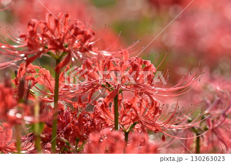 ヒガンバナ(彼岸花／Lycoris radiata) 130263023