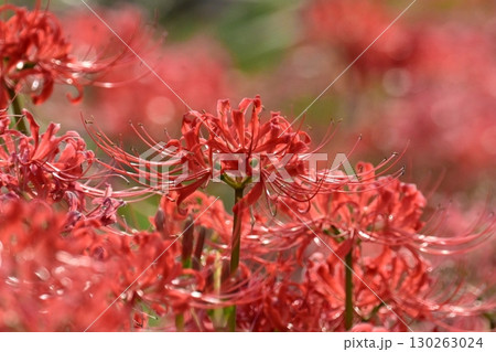 ヒガンバナ(彼岸花／Lycoris radiata) 130263024