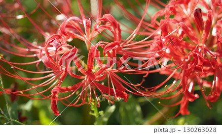 ヒガンバナ(彼岸花／Lycoris radiata) 130263028