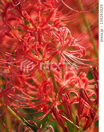 ヒガンバナ(彼岸花/Lycoris radiata) ヒガンバナ(彼岸花/Lycoris radiata) 130263029
