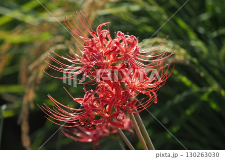 ヒガンバナ(彼岸花／Lycoris radiata) 130263030