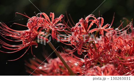 ヒガンバナ(彼岸花/Lycoris radiata) ヒガンバナ(彼岸花/Lycoris radiata) 130263031