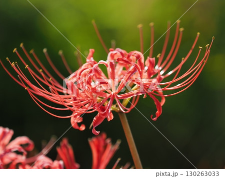 ヒガンバナ(彼岸花/Lycoris radiata) ヒガンバナ(彼岸花/Lycoris radiata) 130263033