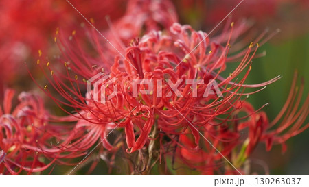 ヒガンバナ(彼岸花／Lycoris radiata) 130263037