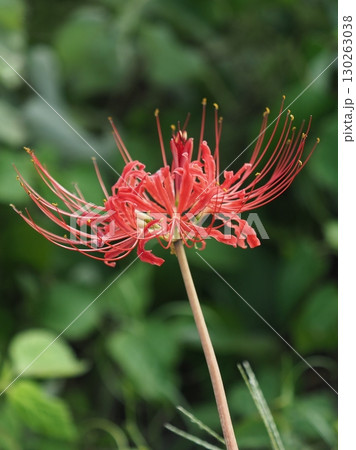 ヒガンバナ(彼岸花／Lycoris radiata) 130263038