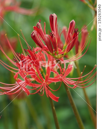 ヒガンバナ(彼岸花/Lycoris radiata) ヒガンバナ(彼岸花/Lycoris radiata) 130263040
