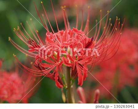 ヒガンバナ(彼岸花／Lycoris radiata) 130263041