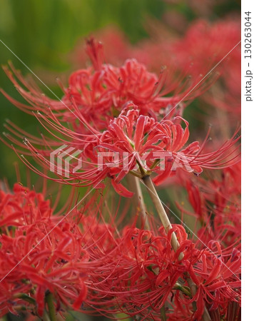 ヒガンバナ(彼岸花／Lycoris radiata) 130263044