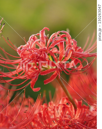 ヒガンバナ(彼岸花／Lycoris radiata) 130263047