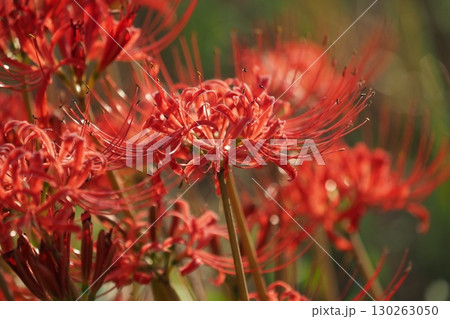 ヒガンバナ(彼岸花／Lycoris radiata) 130263050