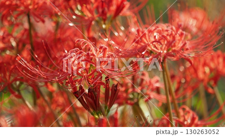 ヒガンバナ(彼岸花／Lycoris radiata) 130263052