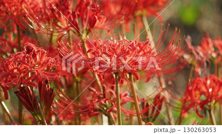 ヒガンバナ(彼岸花/Lycoris radiata) ヒガンバナ(彼岸花/Lycoris radiata) 130263053