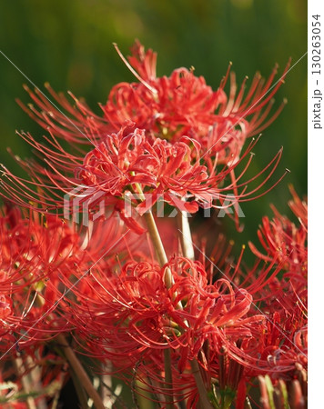 ヒガンバナ(彼岸花／Lycoris radiata) 130263054