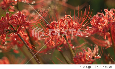 ヒガンバナ(彼岸花／Lycoris radiata) 130263056
