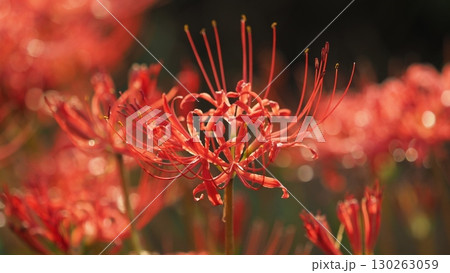 ヒガンバナ(彼岸花／Lycoris radiata) 130263059