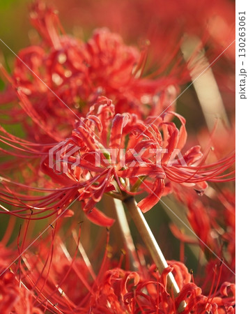 ヒガンバナ(彼岸花/Lycoris radiata) ヒガンバナ(彼岸花/Lycoris radiata) 130263061