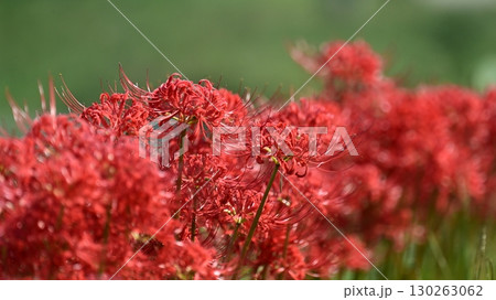 ヒガンバナ(彼岸花／Lycoris radiata) 130263062
