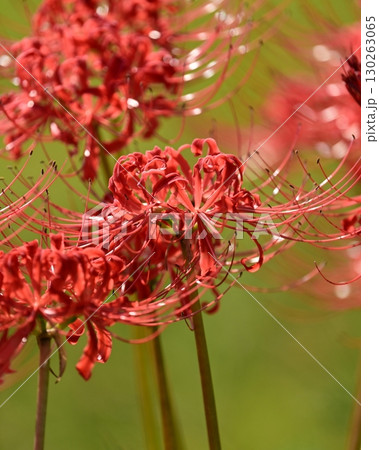 ヒガンバナ(彼岸花／Lycoris radiata) 130263065