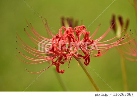 ヒガンバナ(彼岸花／Lycoris radiata) 130263067