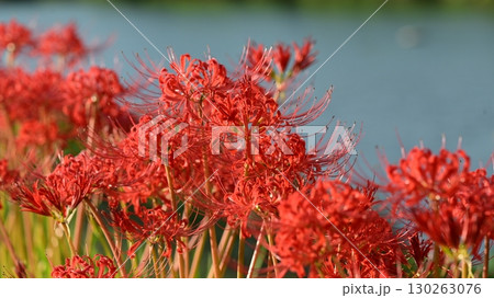 ヒガンバナ(彼岸花／Lycoris radiata) 130263076