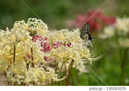 ヒガンバナ(彼岸花/Lycoris radiata) ヒガンバナ(彼岸花/Lycoris radiata) 130263078