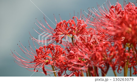 ヒガンバナ(彼岸花/Lycoris radiata) ヒガンバナ(彼岸花/Lycoris radiata) 130263079