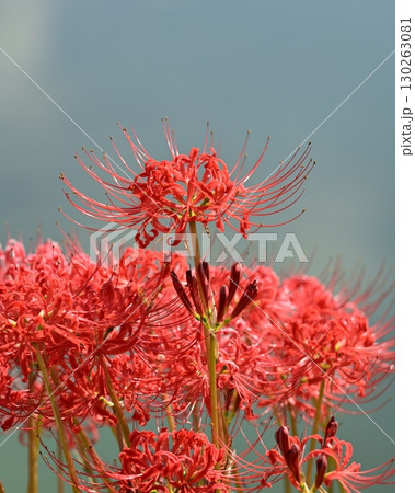 ヒガンバナ(彼岸花/Lycoris radiata) ヒガンバナ(彼岸花/Lycoris radiata) 130263081
