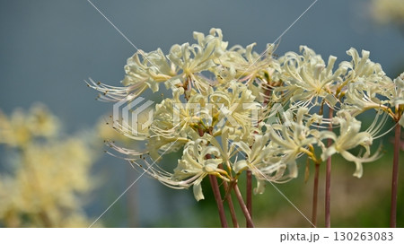 ヒガンバナ(彼岸花／Lycoris radiata) 130263083