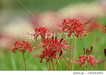 ヒガンバナ(彼岸花／Lycoris radiata) 130263091