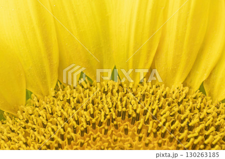 Stamens and pistils of the sunflower form a semicircle and in the background are petals. 130263185