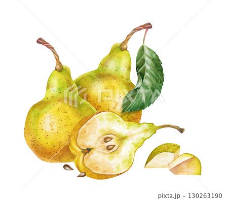 Watercolor composition with pears, hand-drawn. Whole pears, halves and sliced pieces of fruit. The botanical illustration is isolated on a white background. For a culinary blog and materials about a Watercolor composition with pears, hand-drawn. Whole pears, halves and sliced pieces of fruit. The botanical illustration is isolated on a white background. For a culinary blog and materials about a 130263190