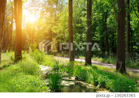 Beautiful park with a small stream and sunbeams. 130263365