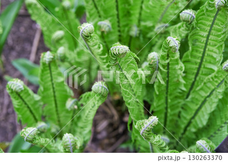 Close up of lush green fern fronds unfurling in natural outdoor garden setting Close up of lush green fern fronds unfurling in natural outdoor garden setting 130263370