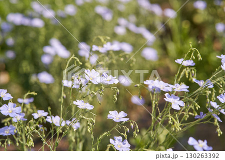 Delicate blue flax flowers in bloom across lush greenery in a sunlit meadow Delicate blue flax flowers in bloom across lush greenery in a sunlit meadow 130263392