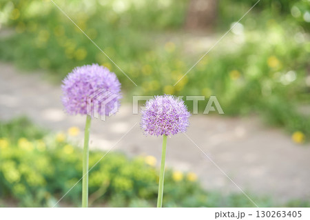 Purple allium flowers blooming in sunlit garden with blurred green background Purple allium flowers blooming in sunlit garden with blurred green background 130263405