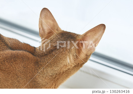 Brown cat looking out window with focused expression in bright natural light Brown cat looking out window with focused expression in bright natural light 130263416
