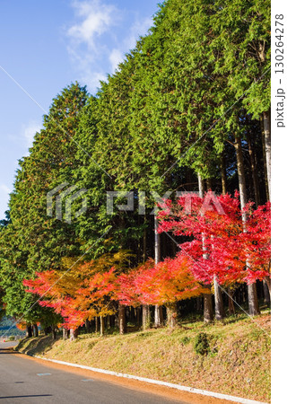 真っ赤なモミジとヒノキ林《三重県 四日市市 水沢町 もみじ谷付近》 真っ赤なモミジとヒノキ林《三重県 四日市市 水沢町 もみじ谷付近》 130264278