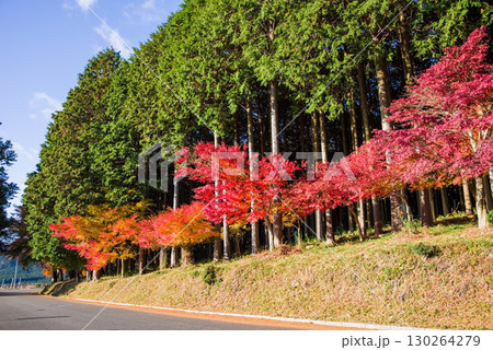 真っ赤なモミジとヒノキ林《三重県 四日市市 水沢町 もみじ谷付近》 真っ赤なモミジとヒノキ林《三重県 四日市市 水沢町 もみじ谷付近》 130264279