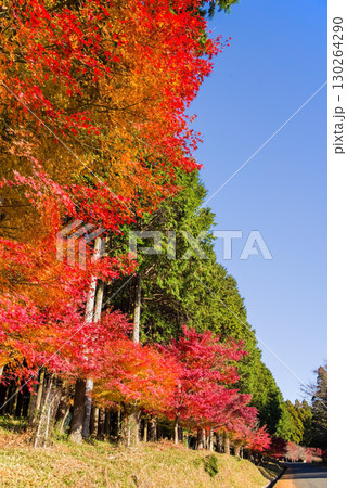 真っ赤なモミジとヒノキ林《三重県 四日市市 水沢町 もみじ谷付近》 130264290